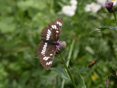 Neptis rivularis