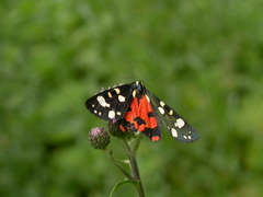 Callimorpha dominula