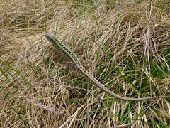 Lacerta agilis chersonensis