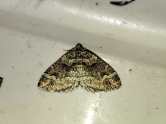 Catarhoe basochesiata