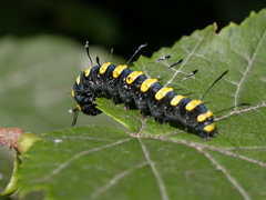 Acronicta alni
