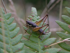 Pachytrachis gracilis