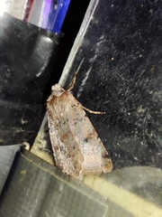 Cerastis faceta