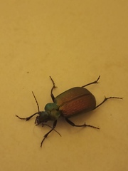 Calosoma alternans