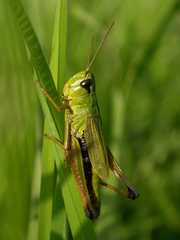 Pseudochorthippus montanus