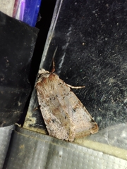 Cerastis faceta