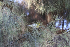 Setophaga townsendi