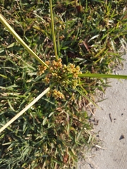 Cyperus entrerianus