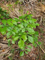Carya glabra