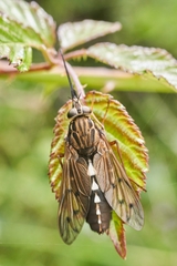 Mycteromyia conica