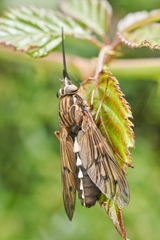 Mycteromyia conica