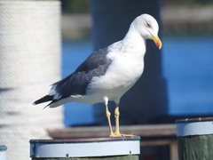 Larus fuscus
