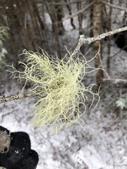 Usnea subfloridana