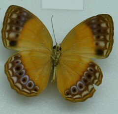 Cupha prosope