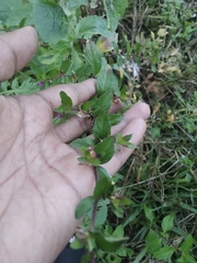 Cuphea carthagenensis