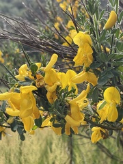 Cytisus
