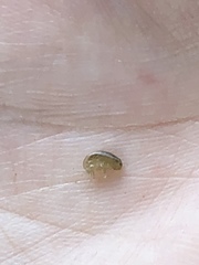 Arcitalitrus sylvaticus