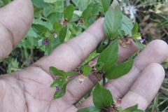 Cuphea carthagenensis