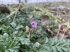 Erodium cicutarium