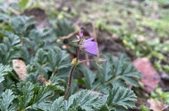 Erodium cicutarium