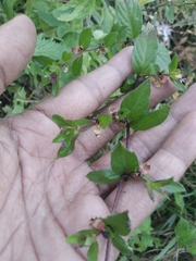 Cuphea carthagenensis