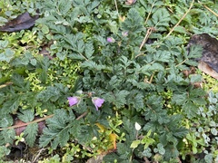 Erodium cicutarium