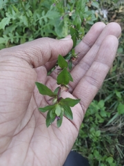 Cuphea carthagenensis