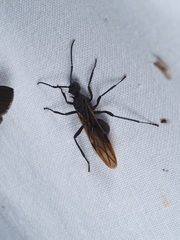 Polyrhachis armata