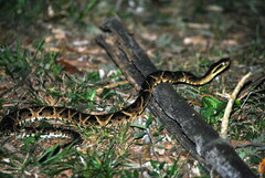 Bothrops jararacussu