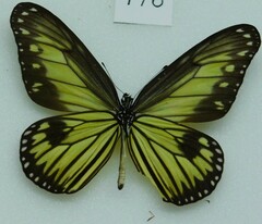 Ideopsis vitrea