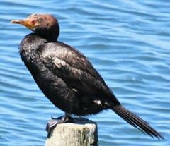 Microcarbo coronatus