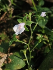 Linderniaceae