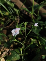 Linderniaceae