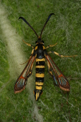 Synanthedon theryi