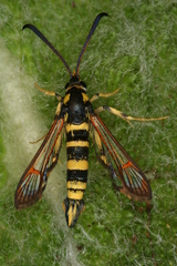 Synanthedon theryi