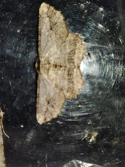 Menophra abruptaria