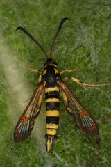 Synanthedon theryi