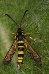 Synanthedon theryi