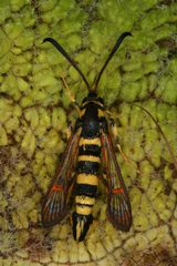 Synanthedon theryi