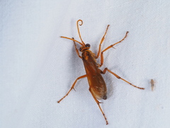 Pompiloidea