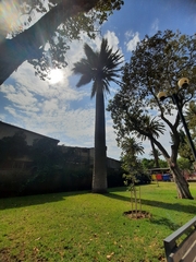 Jubaea chilensis