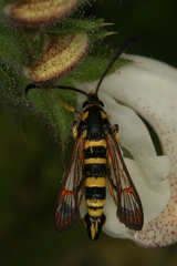 Synanthedon theryi