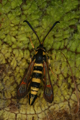 Synanthedon theryi