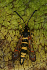 Synanthedon theryi