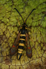 Synanthedon theryi