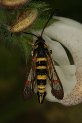 Synanthedon theryi