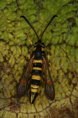 Synanthedon theryi