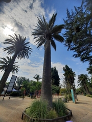 Jubaea chilensis