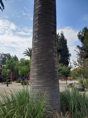 Jubaea chilensis
