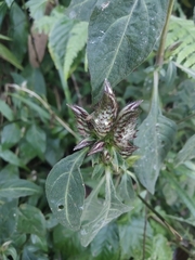 Lepidagathis incurva